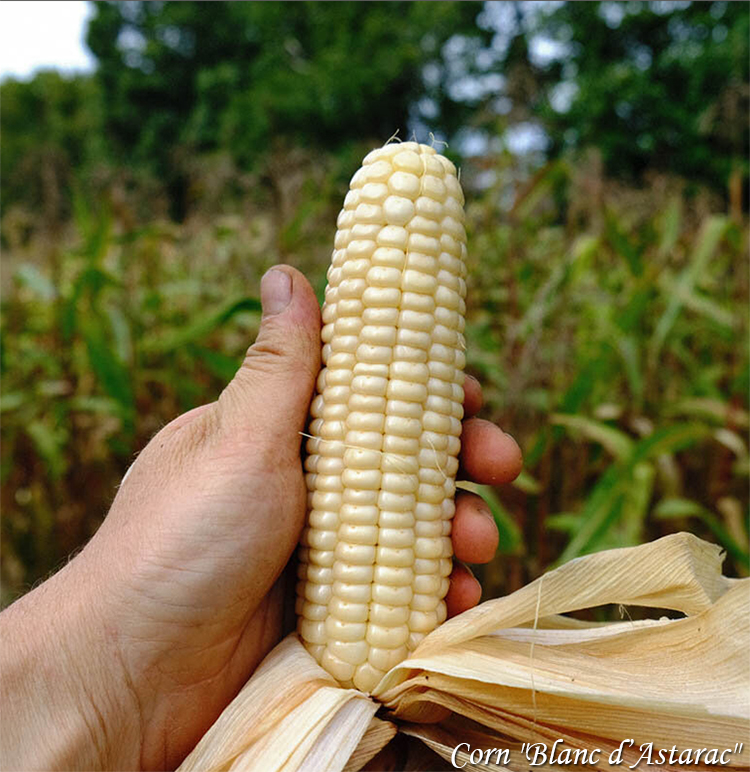 Mais Blanc d’Astarac